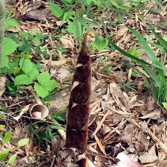 咦~這是什么？能吃嗎？