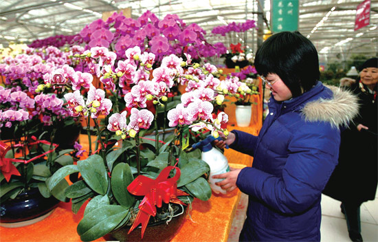 春節(jié)即將來臨，蝴蝶蘭依舊是節(jié)日花卉市場上最吸引眼球的品種，但銷量沒有去年同期好