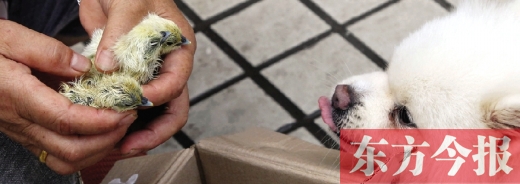 彭女士從老家?guī)淼拿u蛋，應(yīng)該屬于“活胎毛蛋”