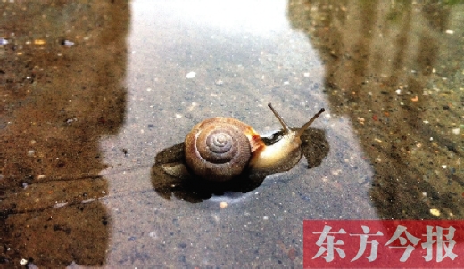 堵車俺不怕，就怕發(fā)大水，這不，一大早蹚水過街，現(xiàn)在已經(jīng)是下午了，俺還在馬路中間呢