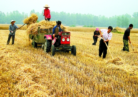 6月1日，舞鋼市礦建街道張我莊村幫扶隊(duì)員在幫村民收秸稈。