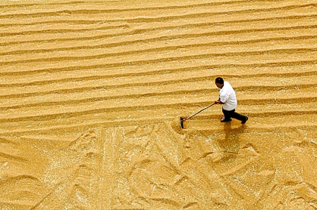 6月7日，內(nèi)黃縣城關(guān)鎮(zhèn)農(nóng)民在晾曬小麥。