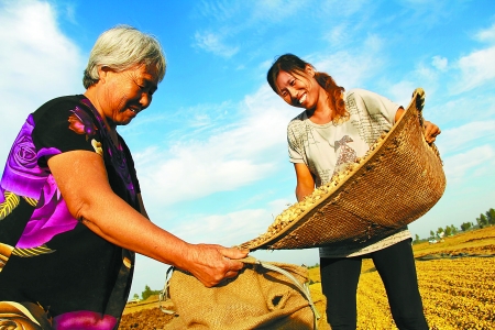 8月24日，內(nèi)黃縣城關(guān)鎮(zhèn)農(nóng)民在收獲早熟花生。