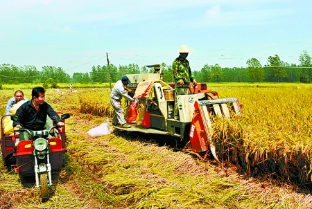 8月25日，農(nóng)機(jī)手在固始縣泉河鄉(xiāng)王樓村稻田里開(kāi)始機(jī)收水稻。