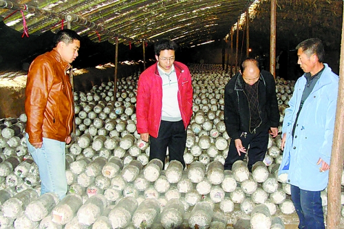 張泉鑫（左二）指導(dǎo)食用菌種植戶解決技術(shù)難題。