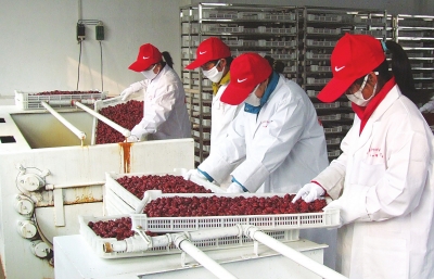 雖是寒冬，內(nèi)黃紅棗加工生產(chǎn)依然熱火朝天。