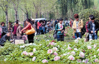  清明小長假期間，隋唐城遺址植物園內(nèi)游人如織