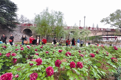 在王城公園橋北新開(kāi)辟的甘棠洲牡丹觀賞區(qū)內(nèi)，霓虹煥彩、晨紅等品種牡丹盛開(kāi)，給來(lái)自海內(nèi)外的賞花游客帶來(lái)驚