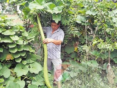 平頂山村民種出“霸王絲瓜” 長達(dá)1.6米 平頂山村民種出“霸王絲瓜” 長達(dá)1.6米