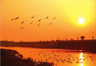 河南三門(mén)峽：天鵝城里看天鵝 小天鵝“助飛”大旅游