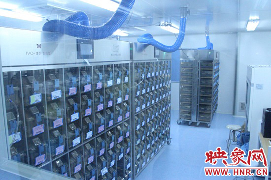 “鼠村”里每一個籠子是一家?！按濉崩镒≈?萬只左右的小鼠