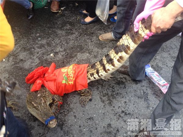 兩車刮擦致螃蟹鱷魚(yú)滿地爬 被路人搶光