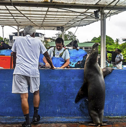 海獅變魚攤?？?排隊“購買”金槍魚