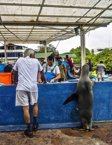 海獅變魚攤?？?排隊“購買”金槍魚
