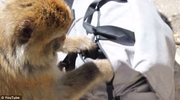 饑餓獼猴從游客背包里偷午餐 饑餓獼猴從游客背包里偷午餐