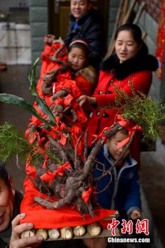 金華一村民疑似挖到千年野生何首烏 金華一村民疑似挖到千年野生何首烏