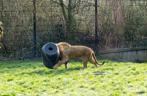 荷蘭動(dòng)物園一獅子頭被卡塑料桶 荷蘭動(dòng)物園一獅子頭被卡塑料桶