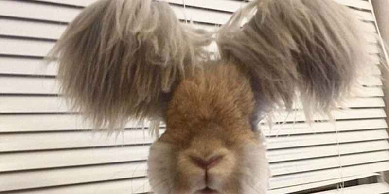 美國(guó)小兔可愛招風(fēng)耳走紅網(wǎng)絡(luò)