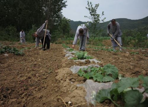 少林武僧進(jìn)田間收果實