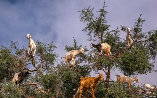 山羊爬樹(shù)尋食一幕