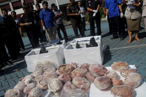 印尼海關(guān)查獲并銷(xiāo)毀1.3噸冷凍穿山甲