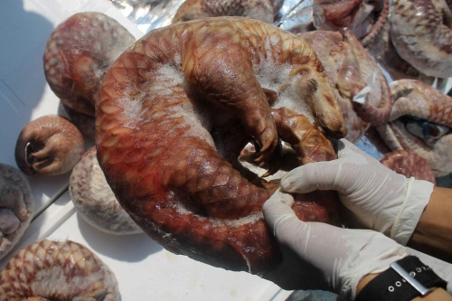 印尼海關(guān)查獲并銷(xiāo)毀1.3噸冷凍穿山甲