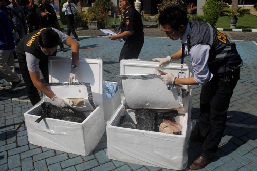 印尼海關(guān)查獲并銷(xiāo)毀1.3噸冷凍穿山甲