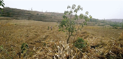 因干旱，農(nóng)田閑置尚未播種小麥