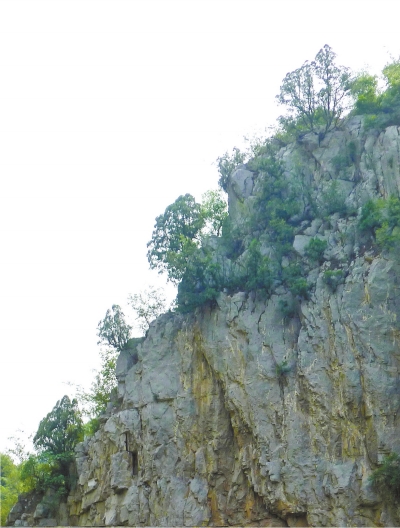 南太行山崖長的只是側(cè)柏,不是崖柏。