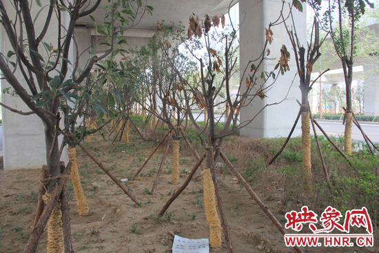 北三環(huán)經(jīng)三路橋下種的樹木有的葉子已經(jīng)干枯。