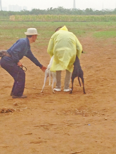 上場(chǎng)前，狗主人進(jìn)場(chǎng)撫摸自己的愛(ài)犬，給它打氣加油。