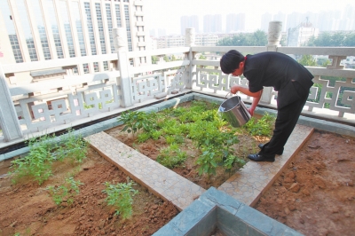 鄭州某酒店在樓頂打造的菜園子，服務(wù)員正在澆水。