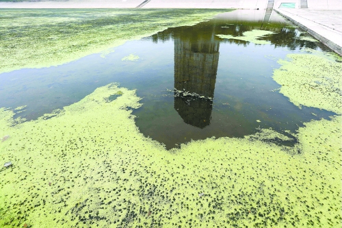 幾近干涸、臭氣熏天、長(zhǎng)滿水草的東風(fēng)渠，已不見(jiàn)往日容顏　 記者 侯建勛/攝