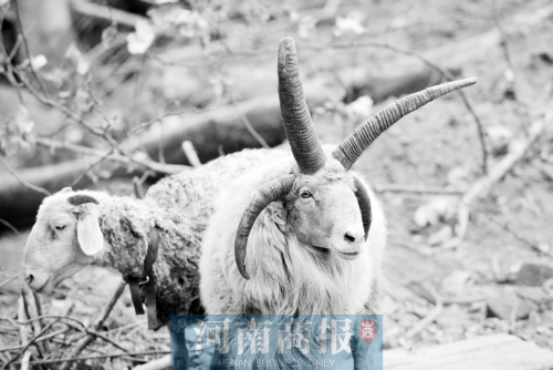 “咩……我的原主人說(shuō)，他養(yǎng)了一輩子羊，也沒(méi)見(jiàn)過(guò)我這種情況”