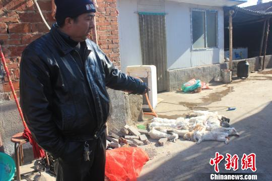 圖為家禽收購(gòu)點(diǎn)的陳姓工作人員介紹，是這些愛(ài)狗人士的封堵讓這些兔子無(wú)辜死去?！●R義恒　攝