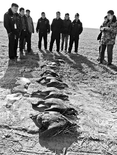 志愿者們?cè)诂F(xiàn)場(chǎng)撿到的死亡大雁及其他鳥(niǎo)類(lèi)