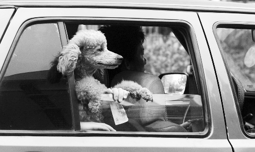 再帶著寵物出門坐出租車，可得想好了