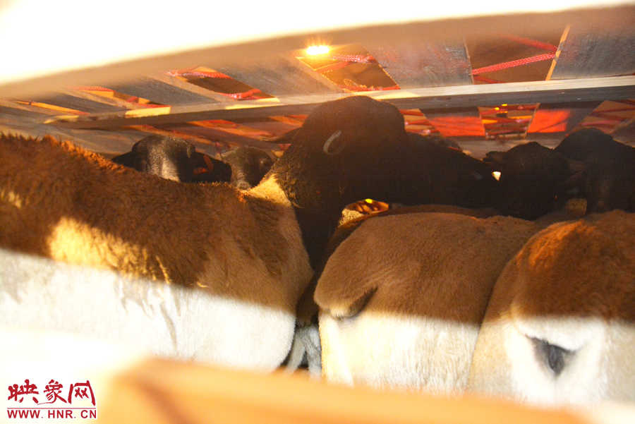 千只澳大利亞種羊“打飛的”落戶河南 創(chuàng)國內(nèi)多個(gè)第一 千只澳大利亞種羊“打飛的”落戶河南 創(chuàng)國內(nèi)多個(gè)第一