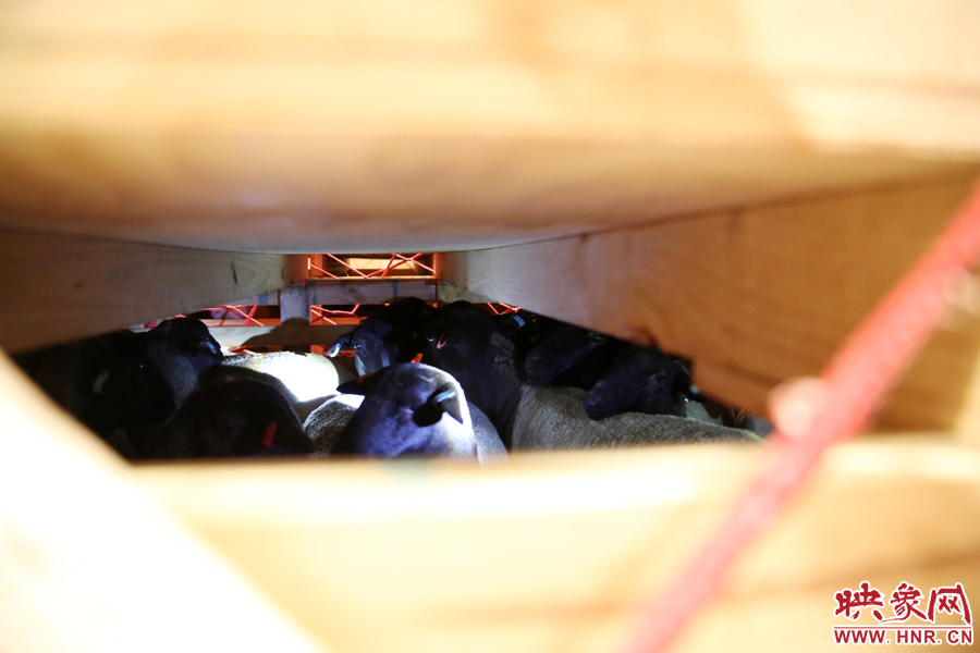 千只澳大利亞種羊“打飛的”落戶河南 創(chuàng)國內(nèi)多個(gè)第一 千只澳大利亞種羊“打飛的”落戶河南 創(chuàng)國內(nèi)多個(gè)第一