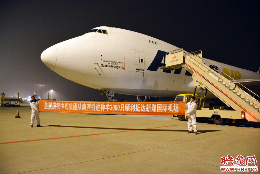 千只澳大利亞種羊“打飛的”落戶河南 創(chuàng)國內(nèi)多個(gè)第一 千只澳大利亞種羊“打飛的”落戶河南 創(chuàng)國內(nèi)多個(gè)第一