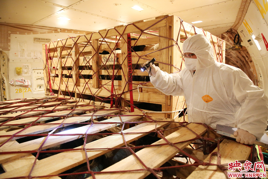 千只澳大利亞種羊“打飛的”落戶河南 創(chuàng)國內(nèi)多個(gè)第一 千只澳大利亞種羊“打飛的”落戶河南 創(chuàng)國內(nèi)多個(gè)第一