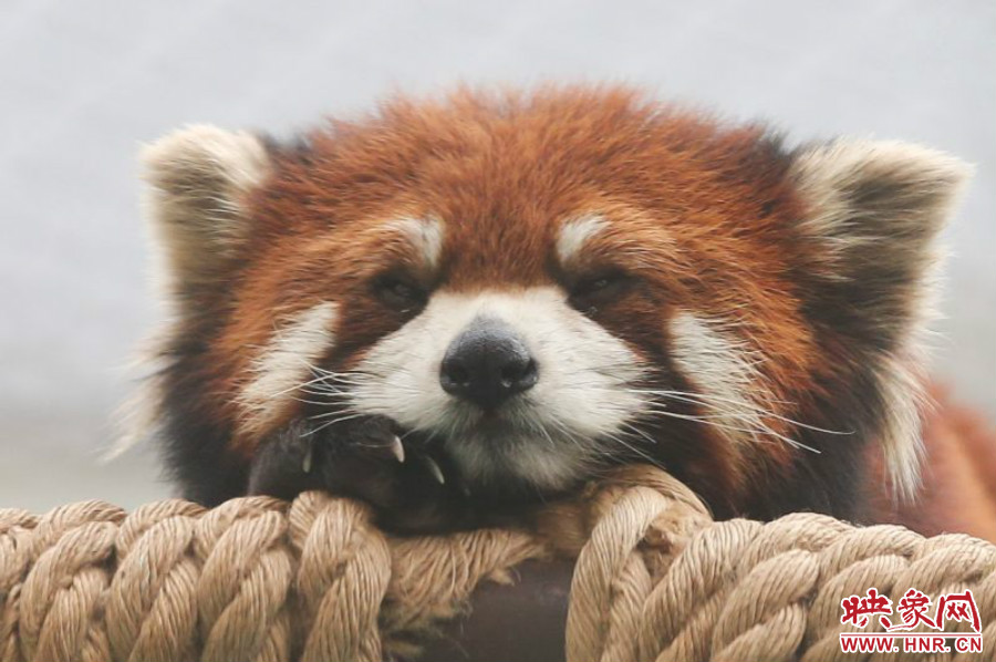 小熊貓在世界各動物園中是相當(dāng)受歡迎的動物。