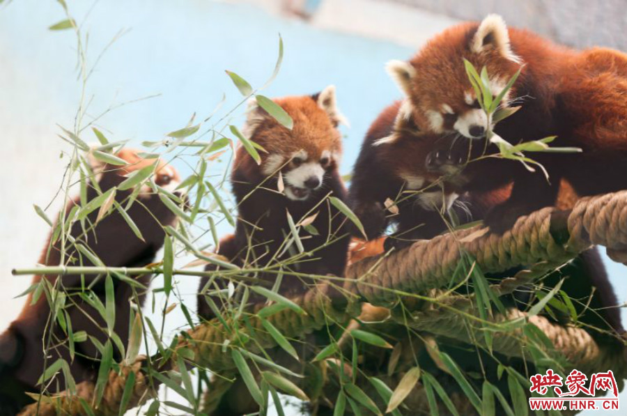 18只小熊貓正在進食。