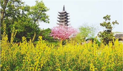 綠博園盛開(kāi)的鮮花“期待”和市民“約會(huì)”。