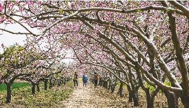 　郊外花海惹人醉。