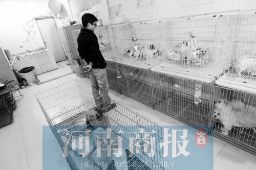 市民反映，淮河路“緣寵”寵物店曾出售疑似患病的狗