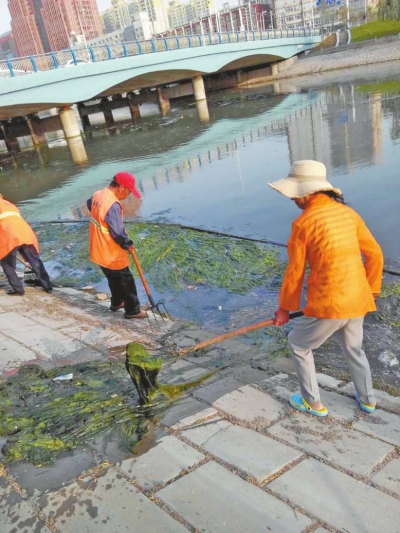每天出動六十人次進行打撈，也難以遏制綠藻蔓延。