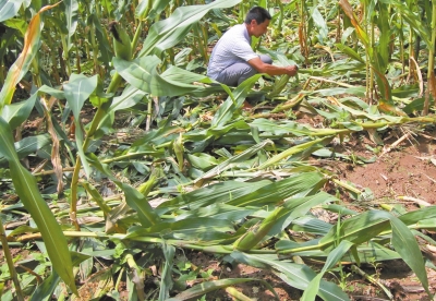甕峪村一莊稼地，被野豬糟蹋的玉米。