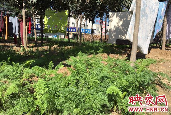 西四環(huán)中原路交叉口，大片生態(tài)廊道被毀，變成私家菜園。