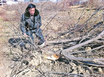 問(wèn)周邊的人，都說(shuō)白天沒(méi)見(jiàn)有人推樹，可能是夜里被鏟車推的